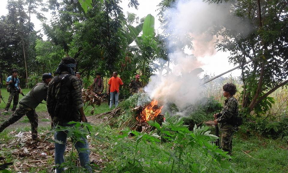 MILF destroy North Cotabato marijuana plantations | Notre Dame ...