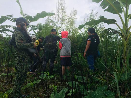 Police uproot 50 marijuana plants in Tampakan, S. Cotabato | Notre Dame ...